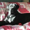 stassithecanecorso
