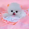 Cute_pet