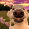 smilling223