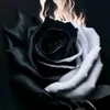 pshtavan_xankii