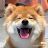 doghhhhhhhhh
