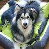 bobamelon.malamute