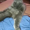 essssspekmyas
