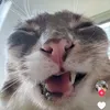 lll.paw.lll