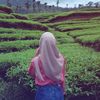 p.dfa_