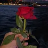 barzanii_244