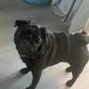 thewonderfulworldofpugs