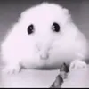 yffyhccuycc