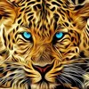 rizwanbadshah261
