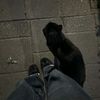 litz.any