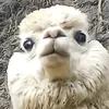 llamaquellama53