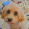 lele_cavapoo