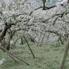 anlrybe