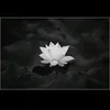 luongtuyet_01