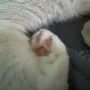 coming_oreoreo