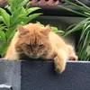 melatisuntingan