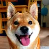 laughingcatsanddogs