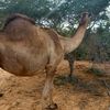 abdisalanmacalin4