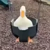 daphnelovesducks