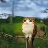 burppitiburp