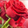 flower10x