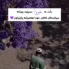 xoshnaw26262