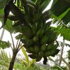babuislam95470