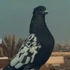 a_g_e077