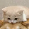 chi123456789123456