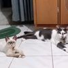thecats_ibun