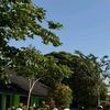 pemuda...kidulan