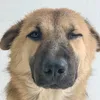 ngoclanym