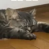 ban_ira.a1s