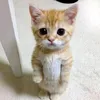 kikiskatka_hello