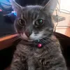 codiganster