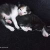 lastri_312