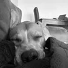 amy_disco_slovak_amstaff