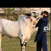 piyajeecattlfarm097