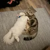 yeexinh