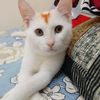 kittu2022