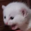 rochaaliviaa