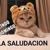 gatito324yt