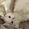 _lynhzz