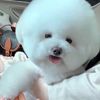 cutepethappycamp