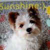 sunrisesunshine774