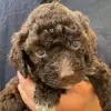 polly_de_lagotto