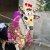 sakafat_chakwal