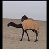 shareef8380