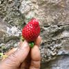 876freshharvest