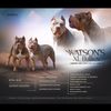 watsons_xl_bullies